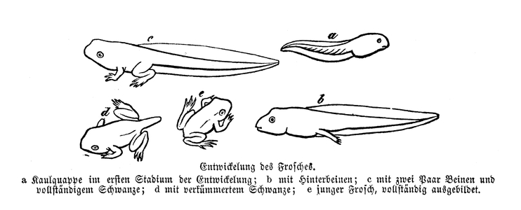 Frog development