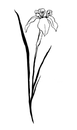 Iris, 2022 (ink on paper)