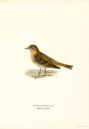 Red-throated Pipit (colour litho)