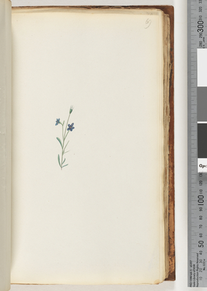 Page 69.  Unidentified plant (w/c)