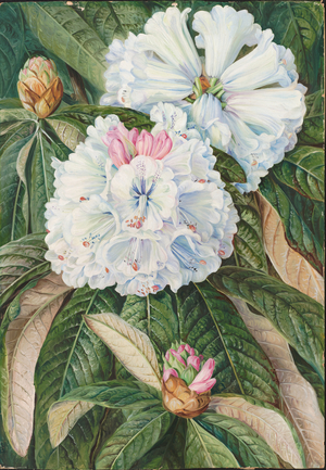 Foliage and flowers of the Indian Rhododendron grande, 1878 (oil on board)