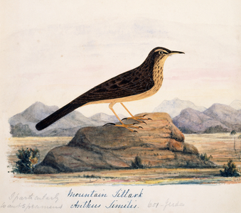 Anthus similis
