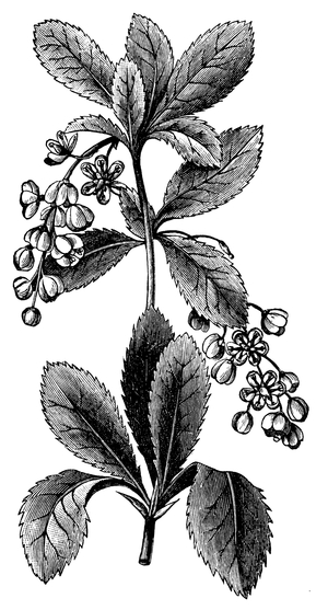 Barberry