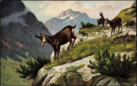 Artists mountain goats on a slope, mountains, abyss