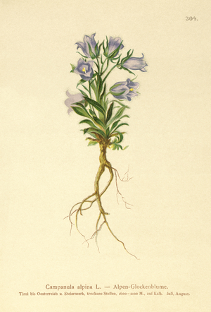 Alpine Bellflower (Campanula alpina) (colour litho)