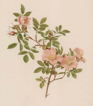 English Rose (colour litho)