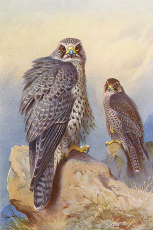 Iceland Falcon, Gyr Falcon (colour litho)