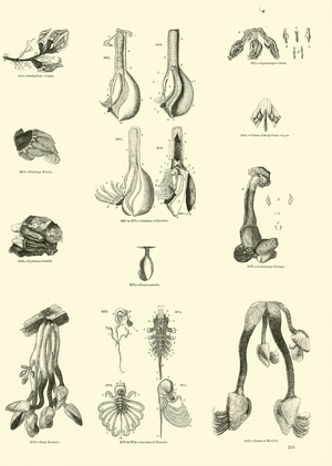 Page from The Pictorial Museum of Animated Nature (engraving)