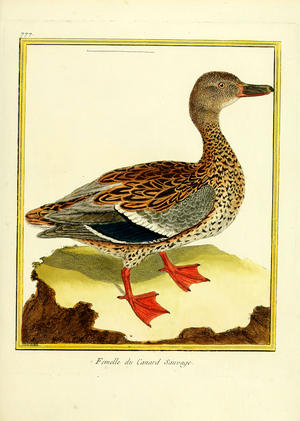 Female Mallard (print)