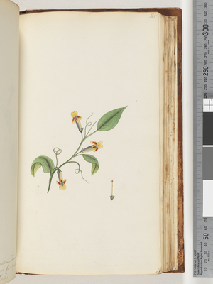 Page 168. Unidentified plant (w/c)