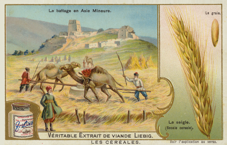 Threshing rye in Asia Minor (chromolitho)