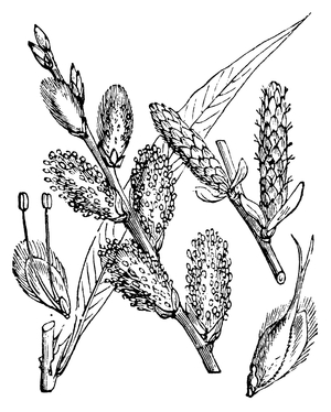 Osier