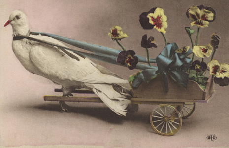 Dove pulling a wagon with pansies (photo)