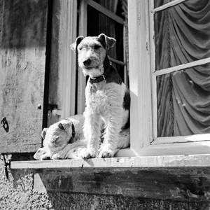 Two fox terriers looking out of a window, Germany 1930s (b/w photo)