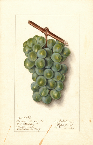 Grapes (Vitis: Geraldine Studley) (watercolour)