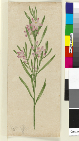 Unidentified plant, c.1803-06 (watercolour, pen, ink and pencil)