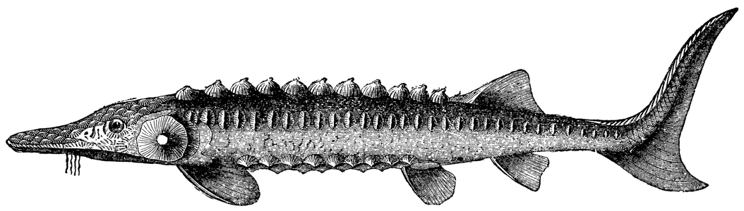 Sturgeon