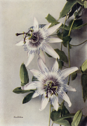 Passiflora Coerulea, Constance Elliott (colour photo)