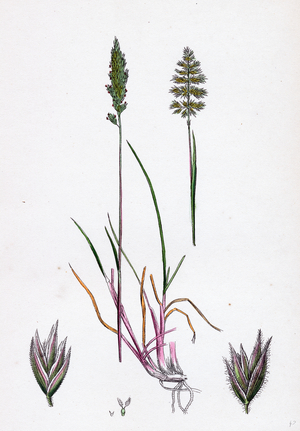 Köleria Cristata Crested Hair-Grass