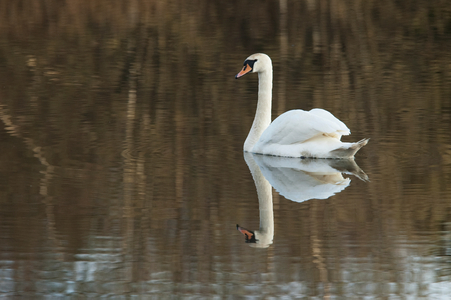 Swan in Lake Ulemiste, at Tallinn, Estonia (photo)