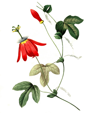 Passion flower, Passiflora racemosa, digitally processed reproduction of a watercolour drawing from 1827