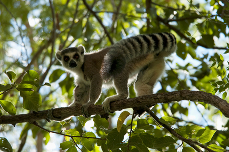Ring Tailed Lemur (photo)