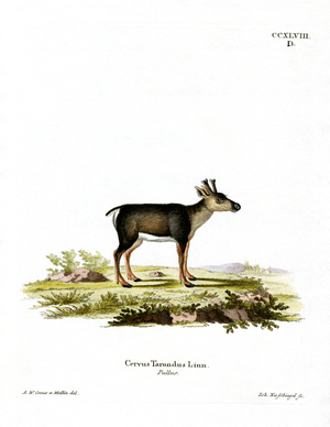 Reindeer Fawn (coloured engraving)