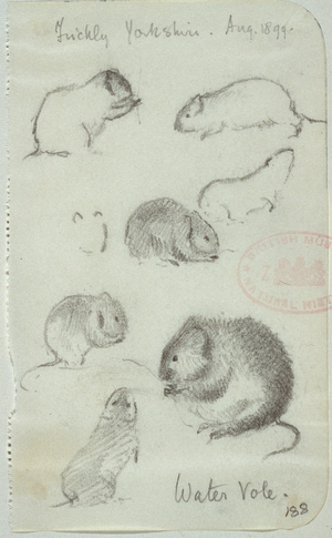 Arvicola terrestris, European water vole, from a collection of pencil sketches and watercolour drawings of British mammals, 1899 (pencil on paper)