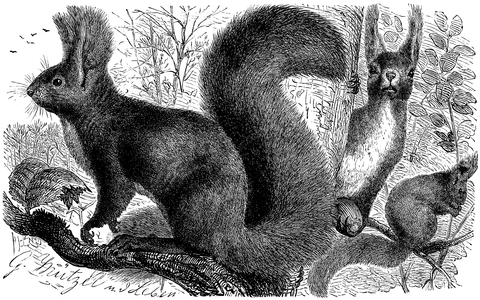 Squirrel