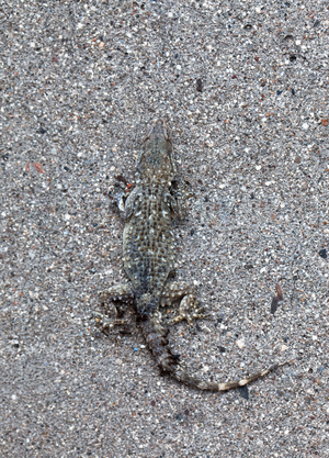 Gecko, 2014 (photo)