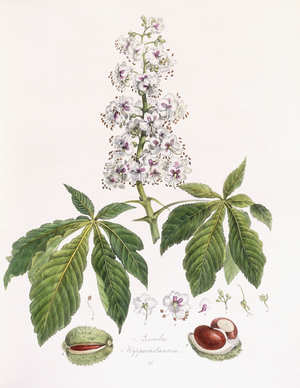 Aesculus Hippocastanum (Horse-chestnut/Conker), 1811-1818 (hand-coloured lithograph)