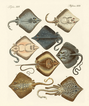 Different kinds of rays (coloured engraving)