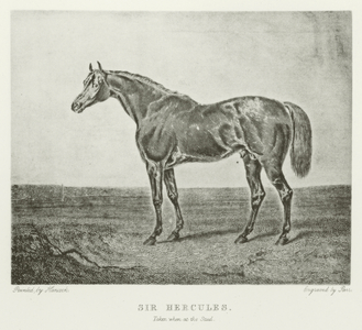 Sir Hercules, foaled 1826 (b/w photo)