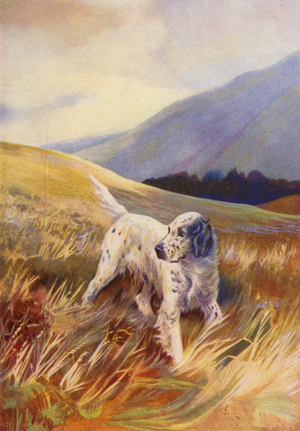 The English Setter (colour litho)