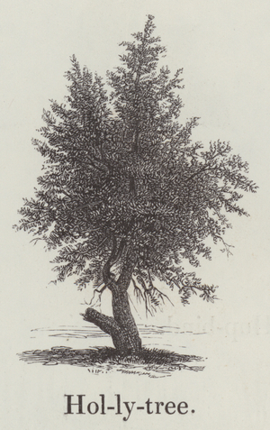 Hollytree (engraving)