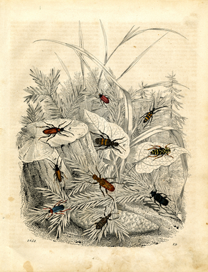 Various Beetle Species on Conifers (hand-coloured litho)