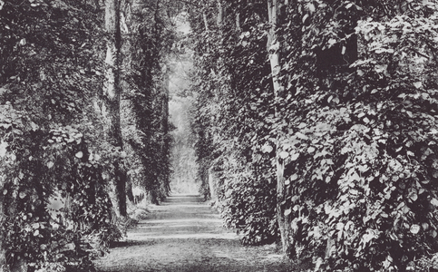 Lady Cockaynes Walk (b/w photo)