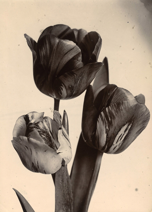 Tulips, c.1895-1910 (gold-toned gelatin silver print)