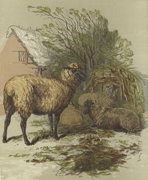 Sheep (colour litho)