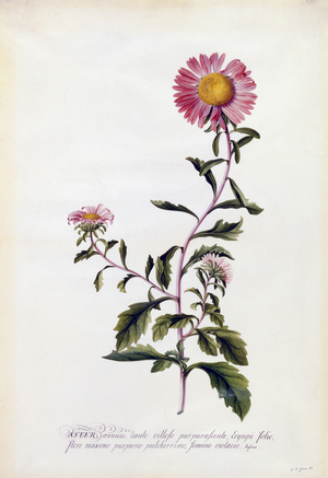 Aster, c.1743 (hand-coloured engraving)