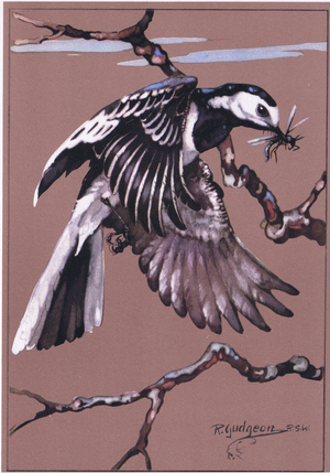 Pied Wagtail, illustration from 'Getting to Know Birds ', 1944 (colour litho)