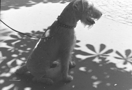 A leashed dog, Stuttgart, Germany 1930s (b/w photo)