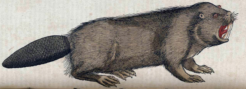 Medici Tigurini Historiae animalium