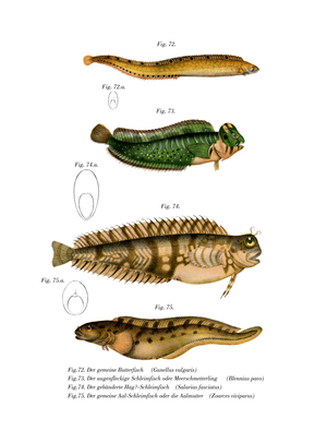 Butterfish (colour litho)