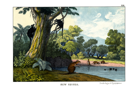Dendrolagus and Hypsiprymnus, 1860 (colour litho)