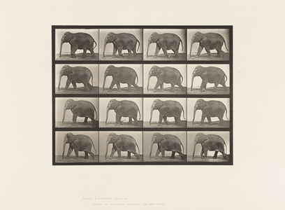 Plate 732. Elephant; Walking, 1885 (collotype on paper)