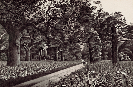 Scene in Sherwood Forest (litho)