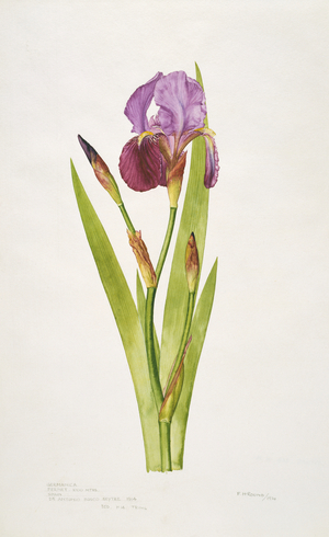 Iris germanica