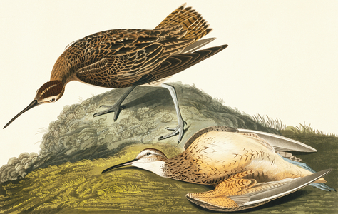 Numenius borealis, Eskimo curlew, Plate 208 from John James Audubon's Birds of America, original double elephant folio, 1827-30 (hand-coloured aquatint)