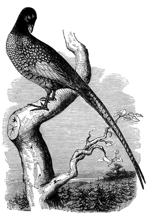 Pheasant